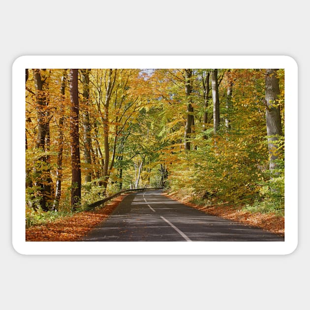 Autumn road Sticker by Trine